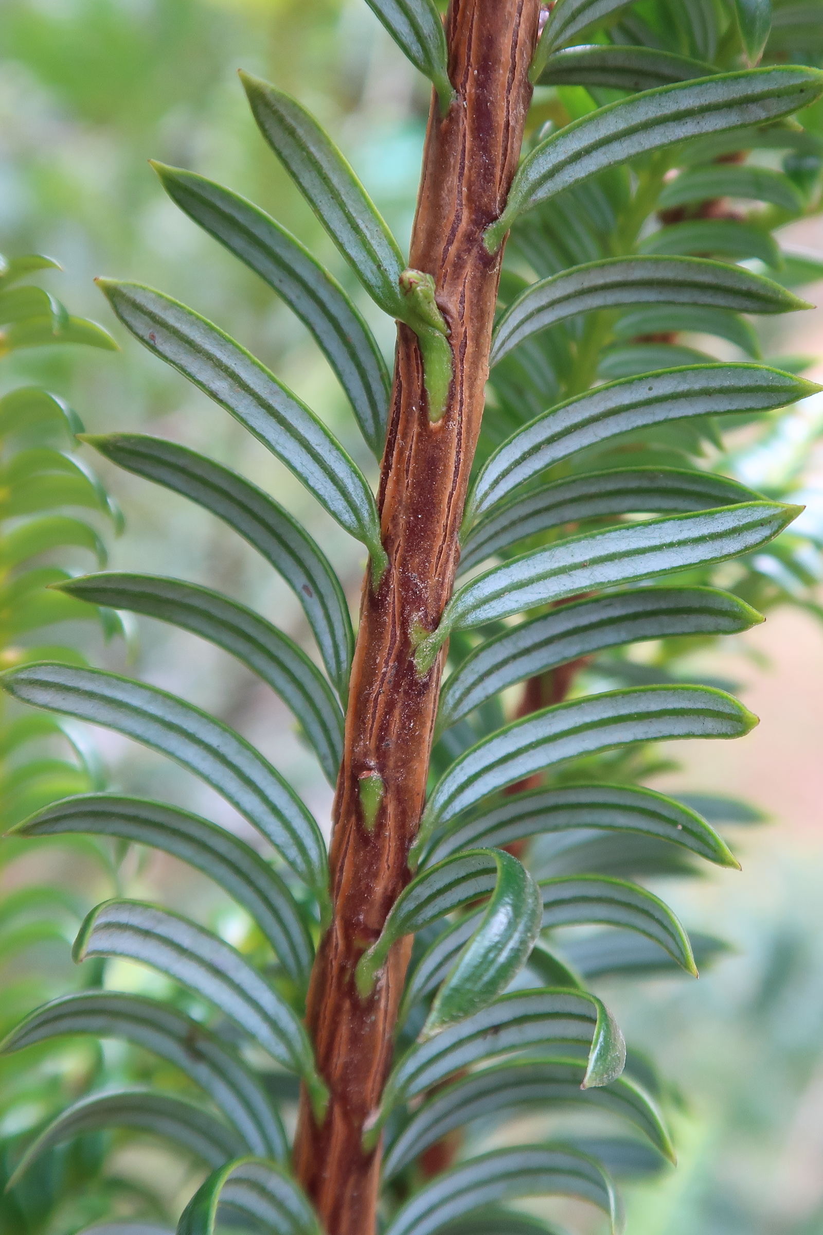 Afficher le média prumnopitys_standleyi3md prumnopitys_standleyi3md