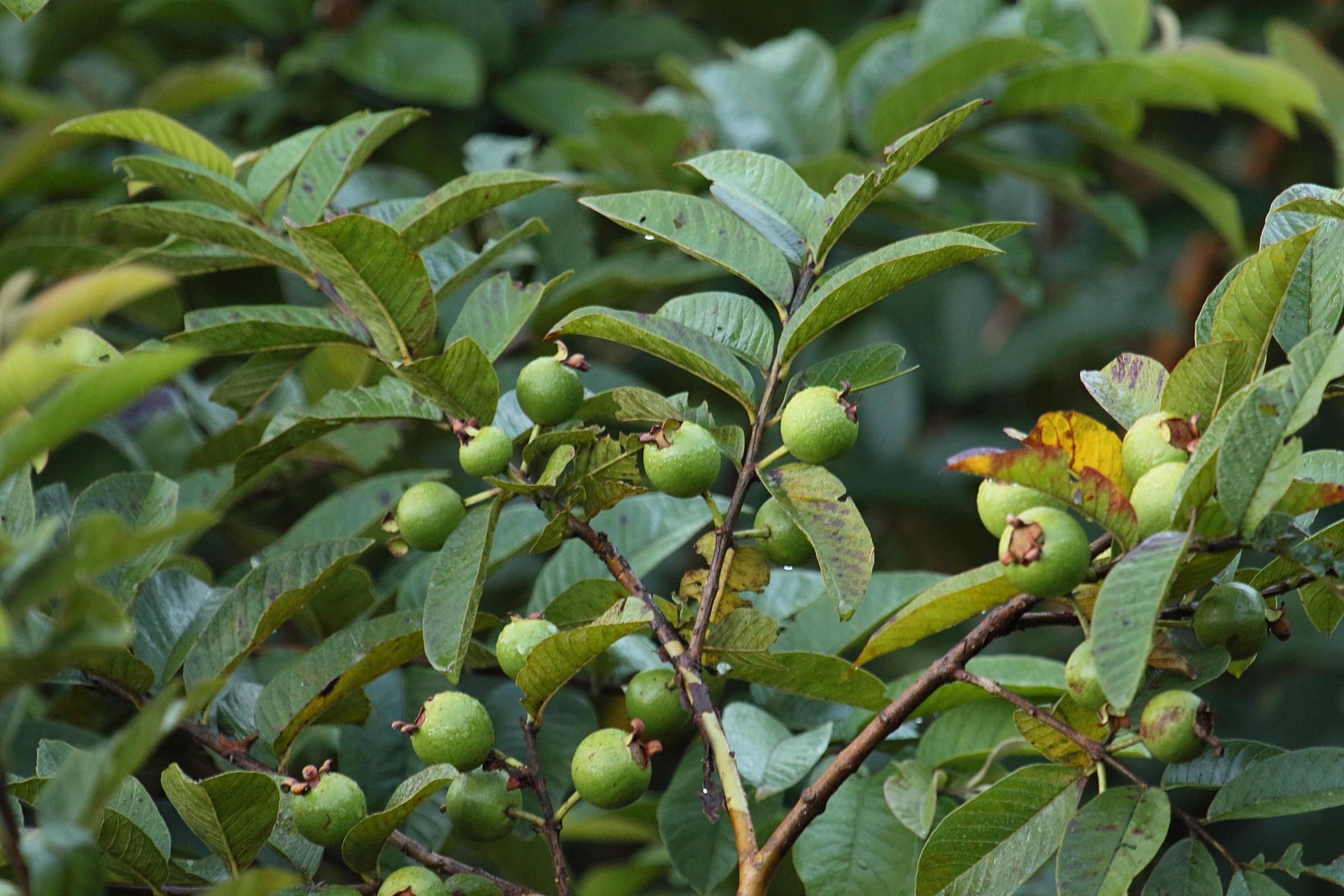 psidium_guineense1md