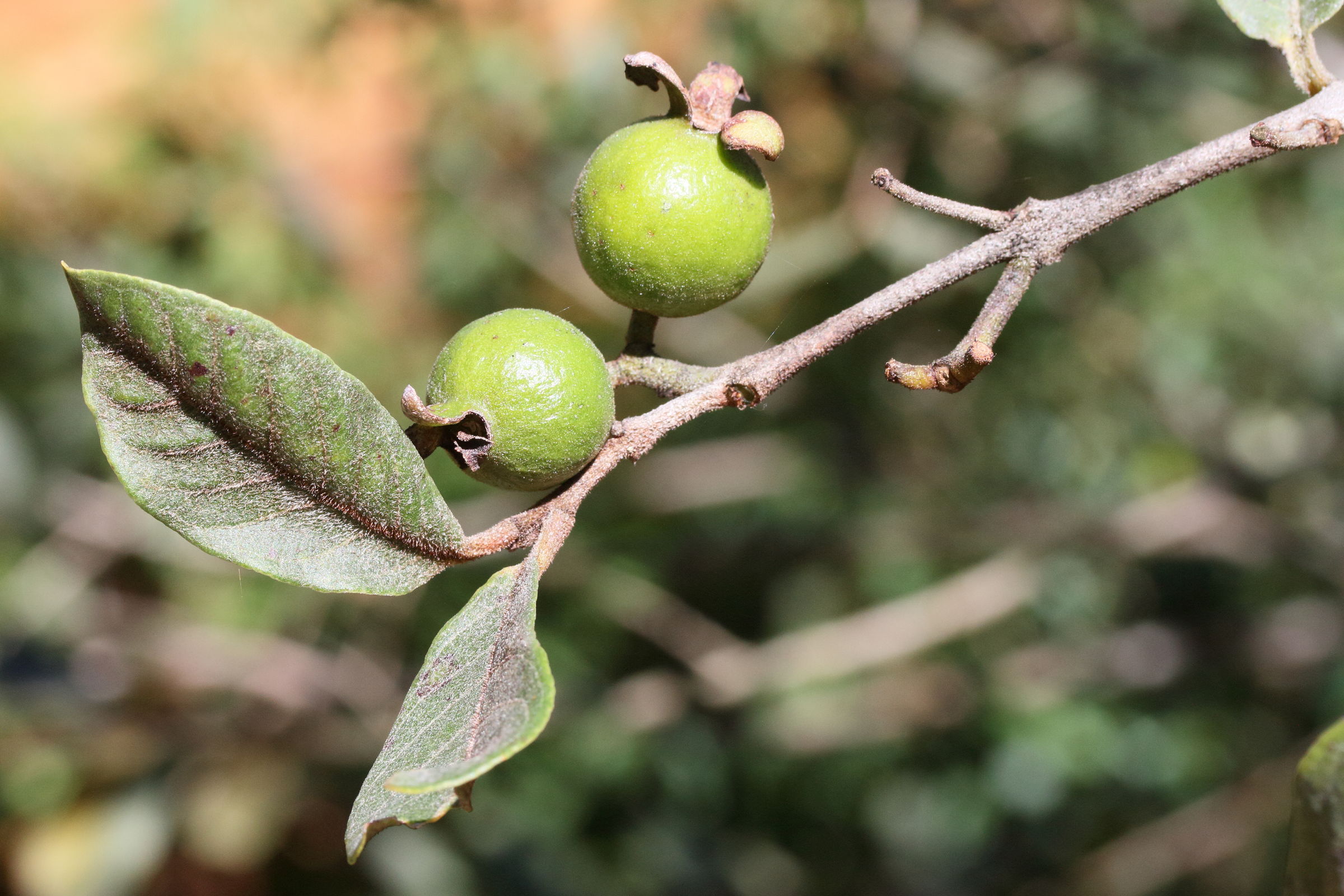 psidium_guineense2md