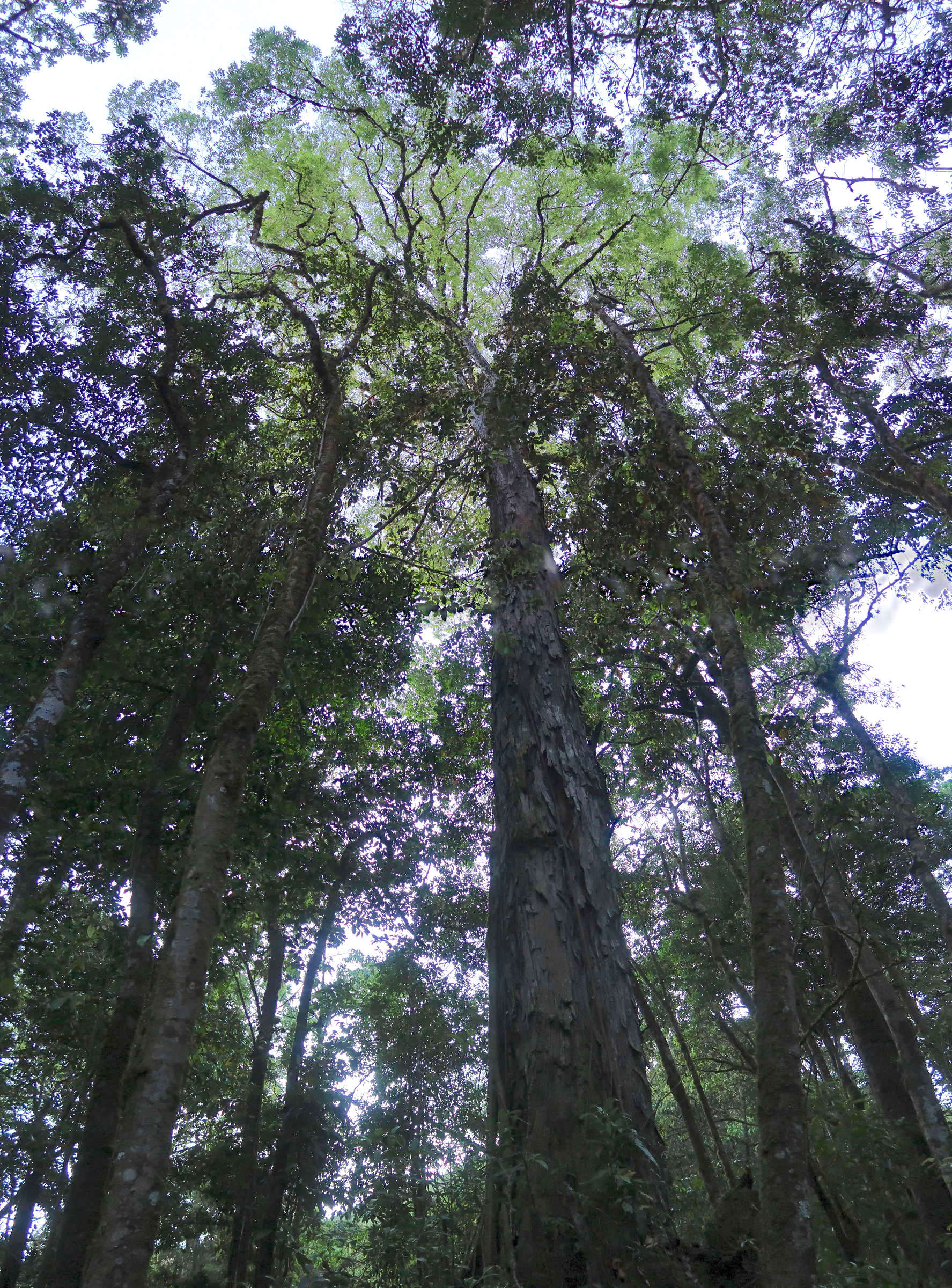 quercus_copeyensis1md