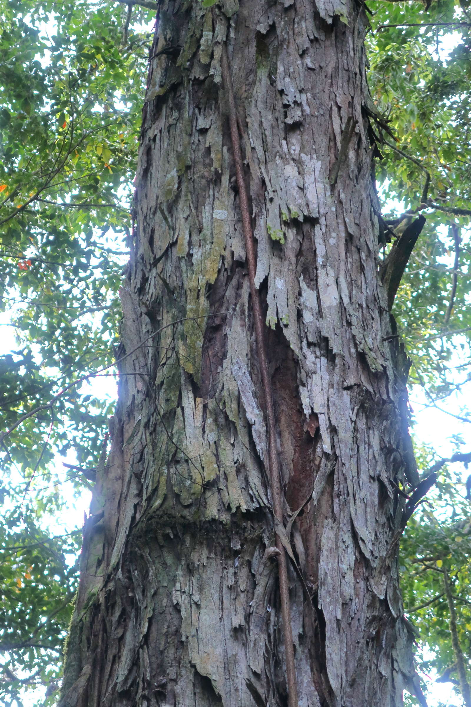 quercus_copeyensis2md