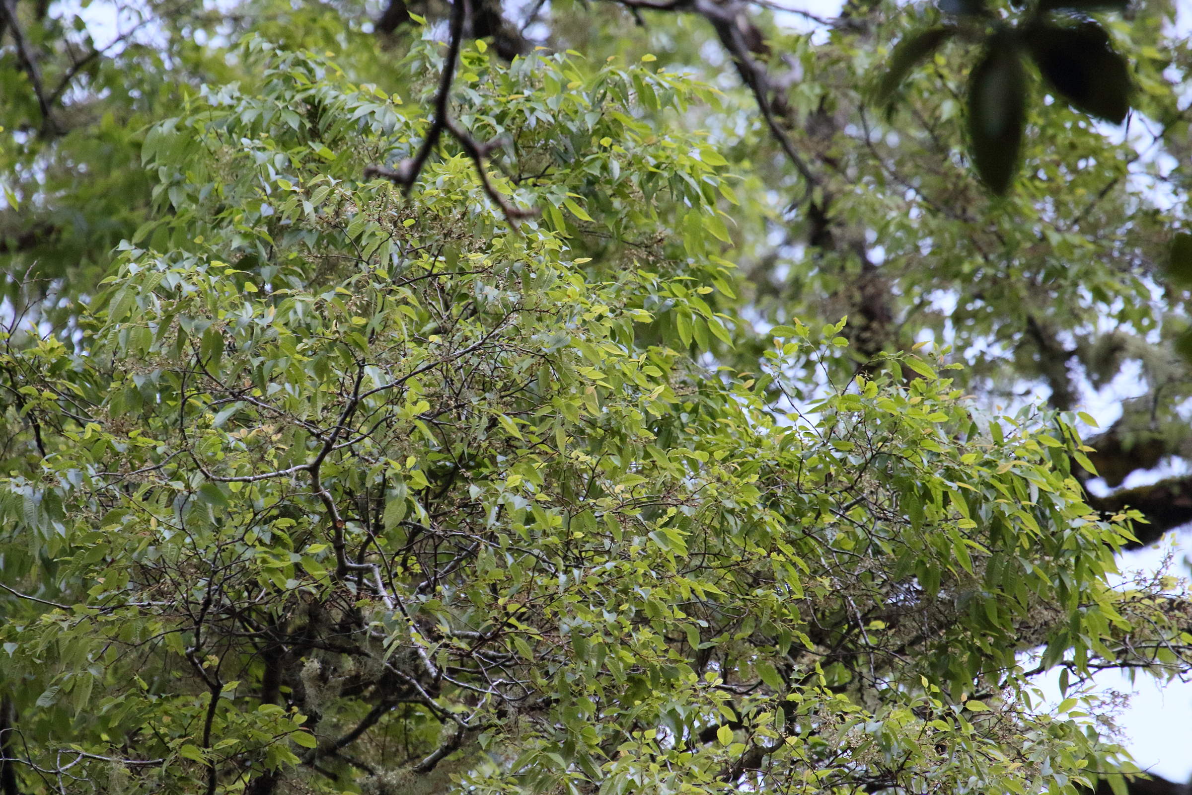 quercus_copeyensis3md