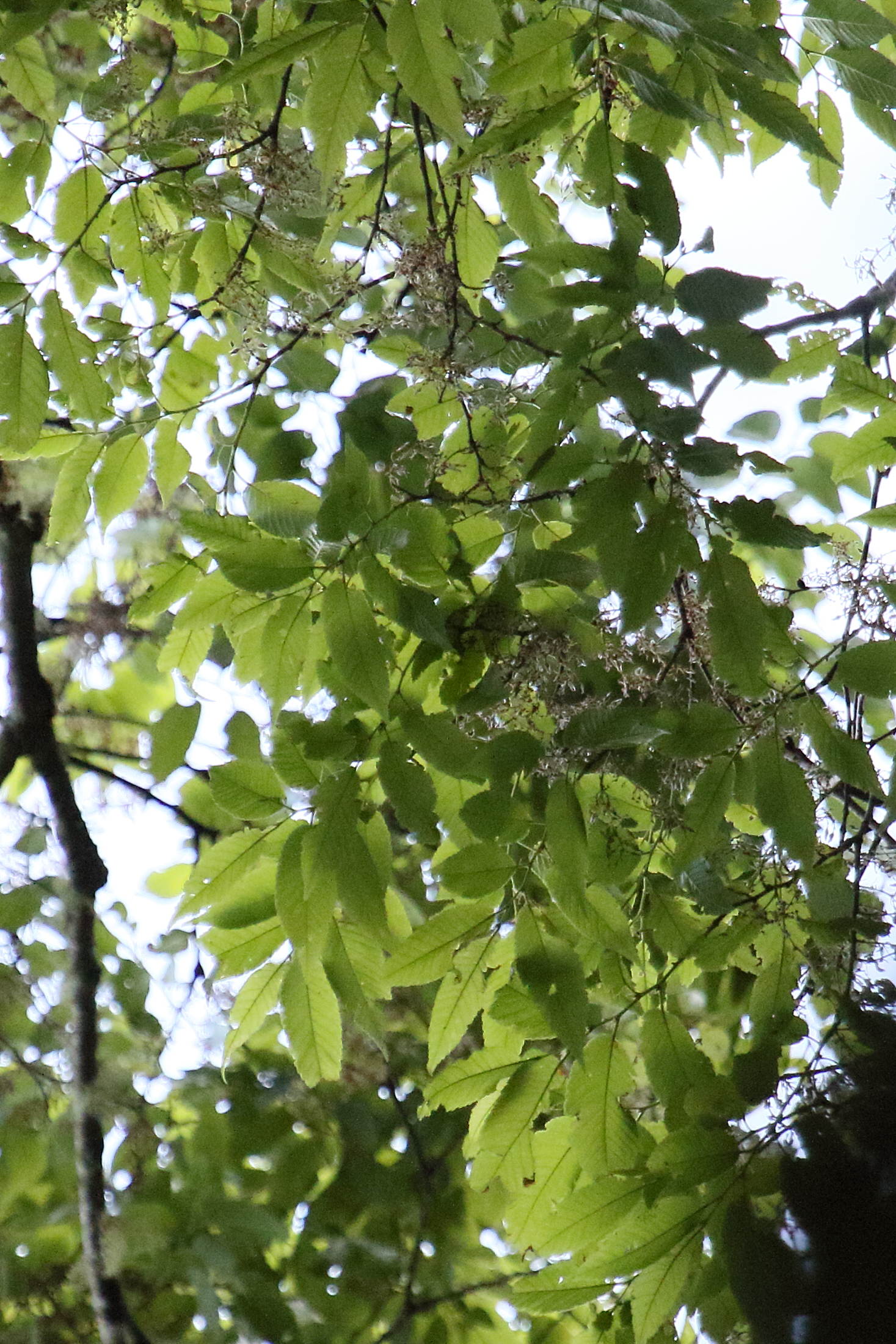 quercus_copeyensis4md