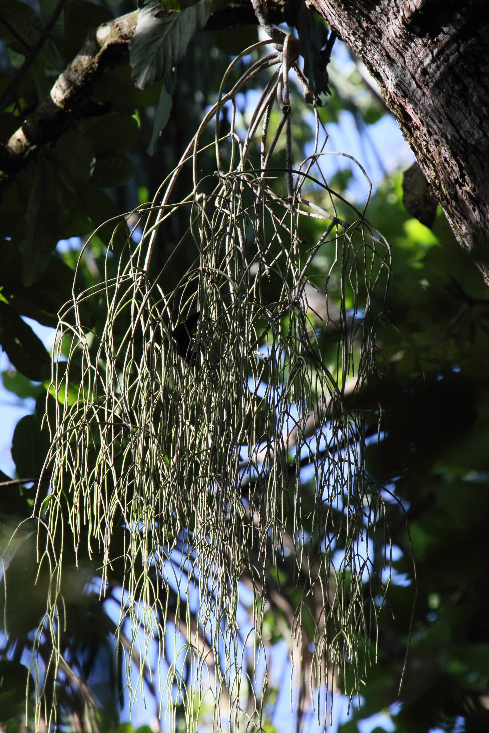 Afficher le média rhipsalis_baccifera1md rhipsalis_baccifera1md