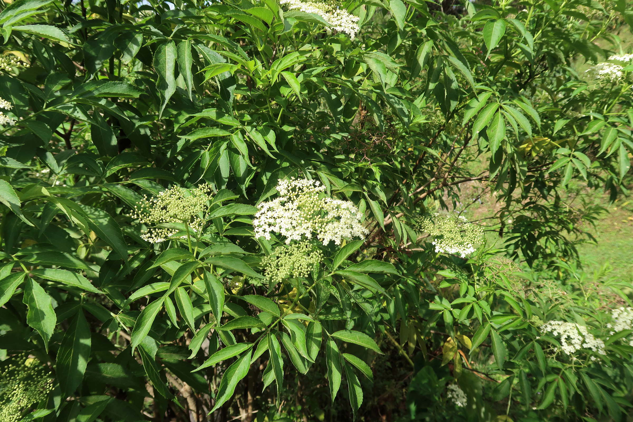 Afficher le média sambucus_peruviana2md sambucus_peruviana2md