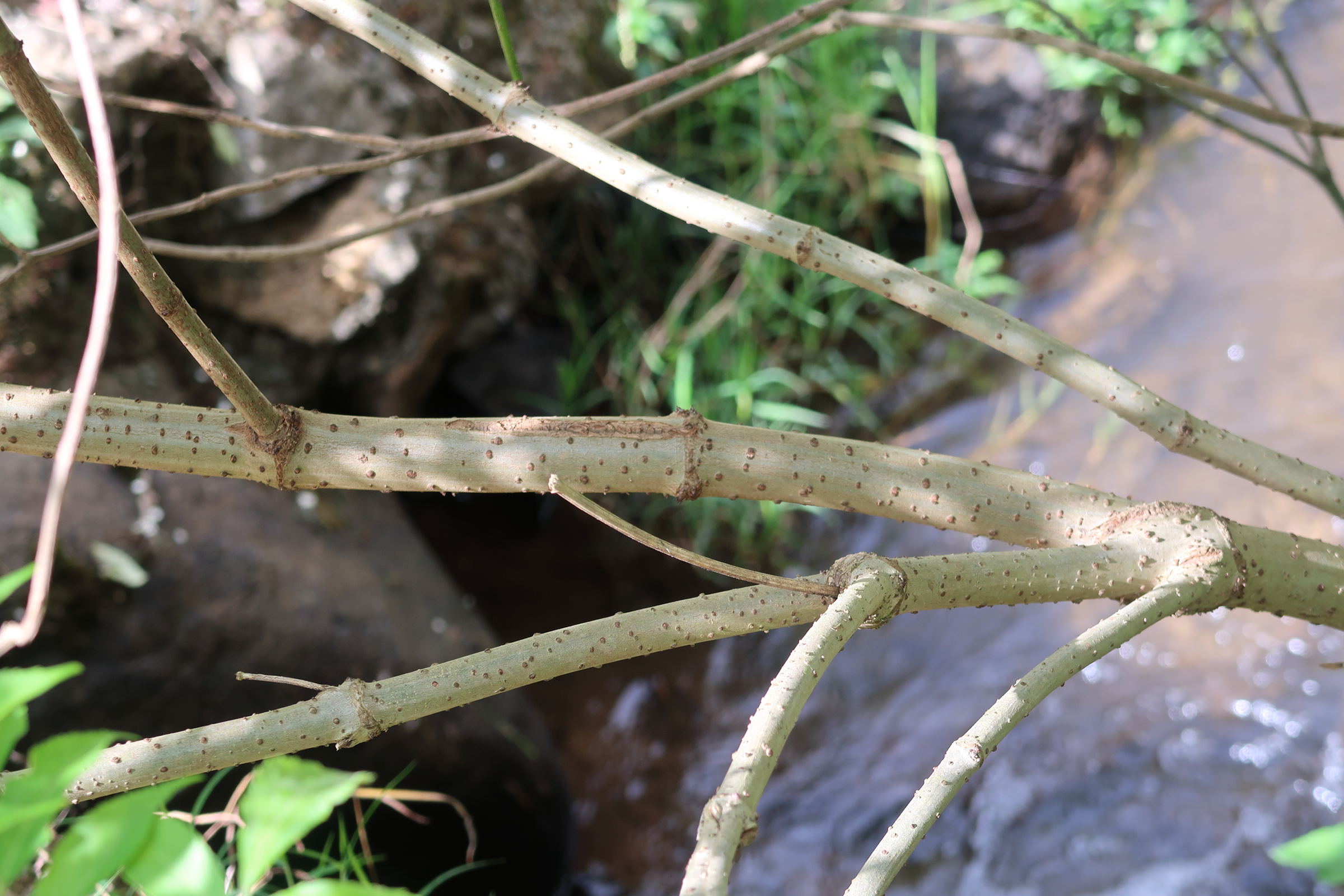 Afficher le média sambucus_peruviana3md sambucus_peruviana3md