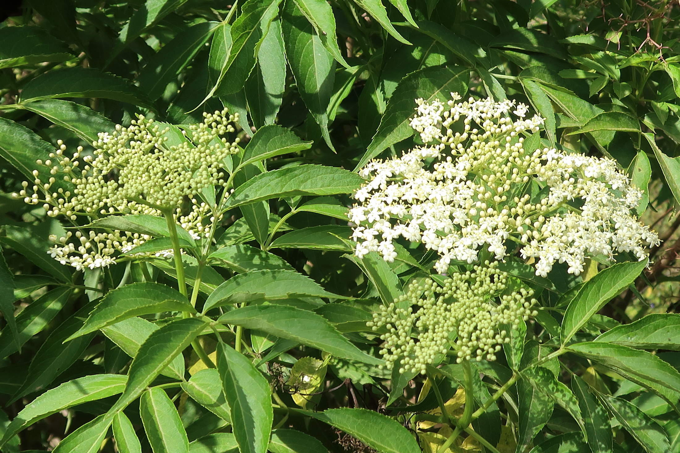 Afficher le média sambucus_peruviana4md sambucus_peruviana4md