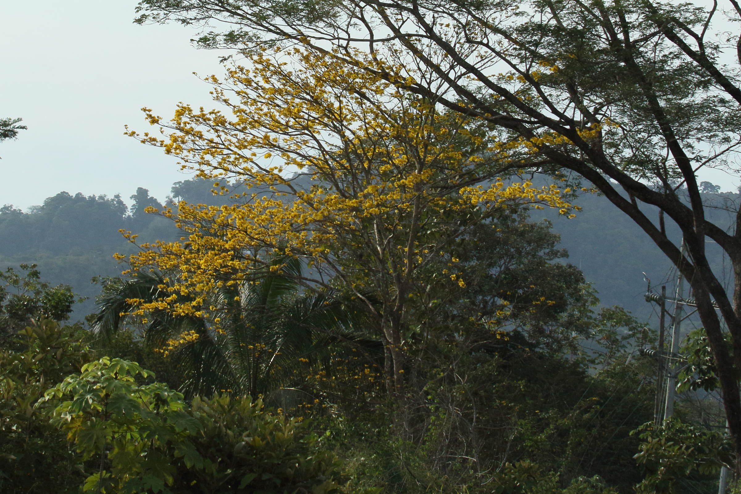 Afficher le média schizolobium_parahyba1md schizolobium_parahyba1md