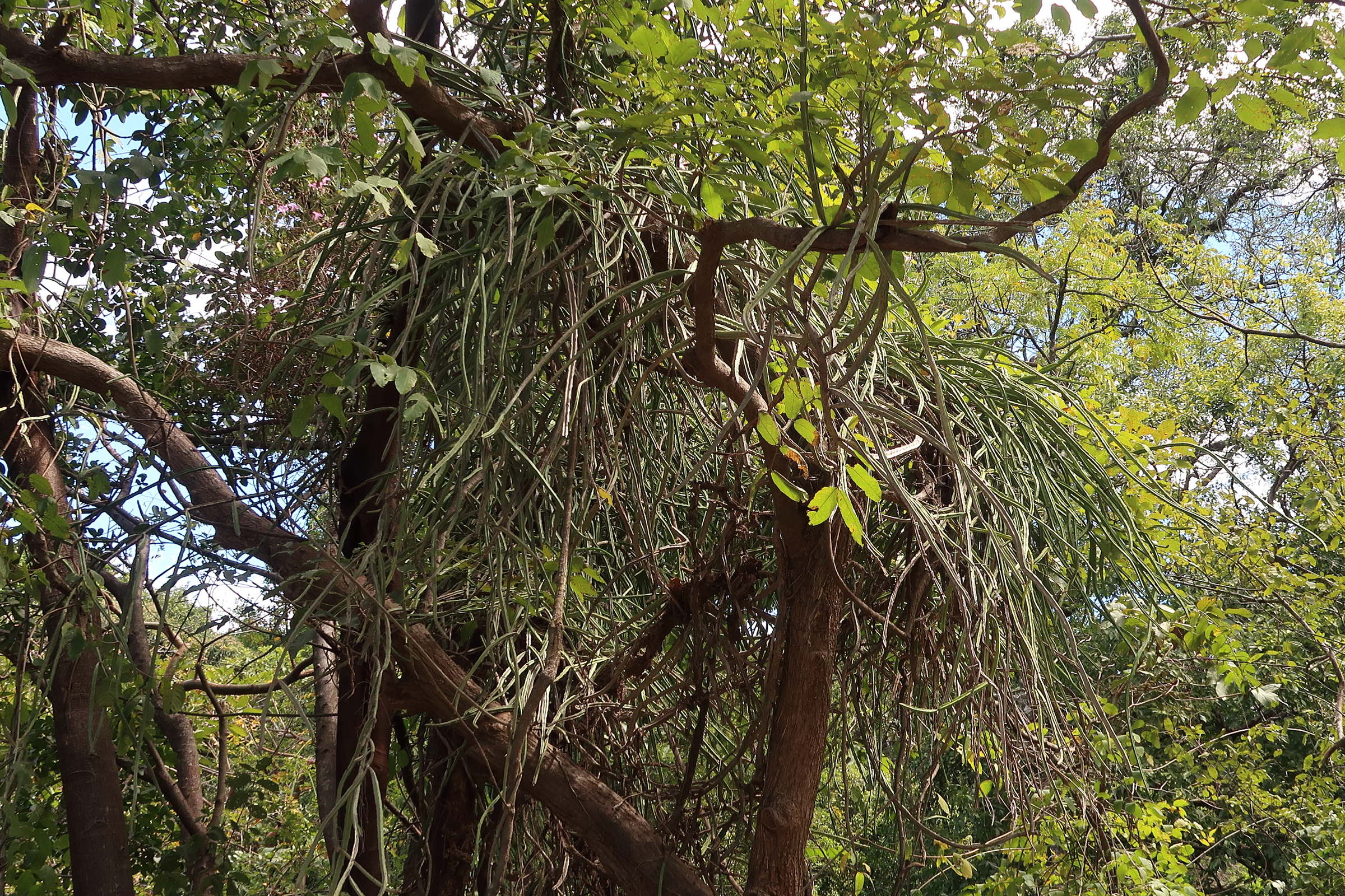 selenicereus_wercklei1md