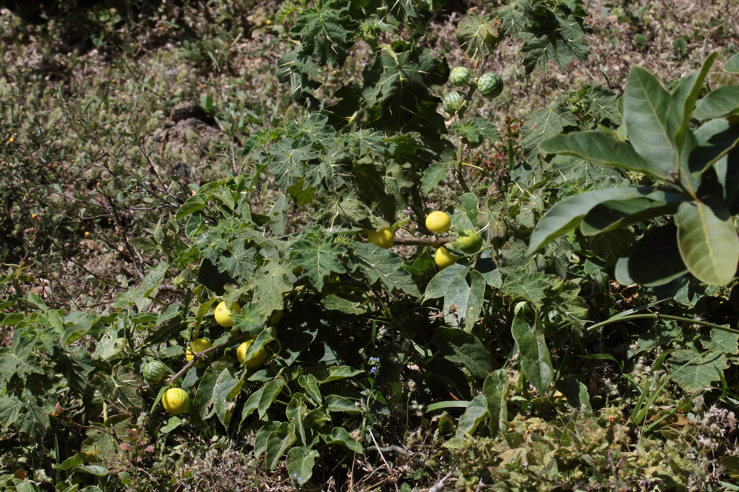 solanum_capsicoides1md