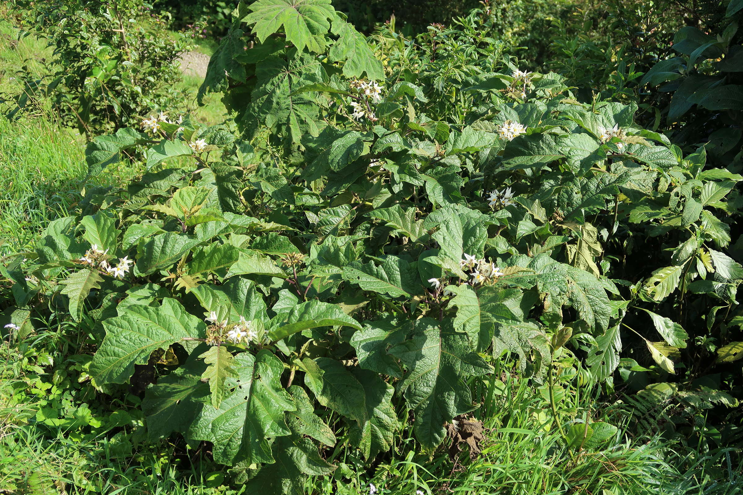 solanum_chrysotrichum1md