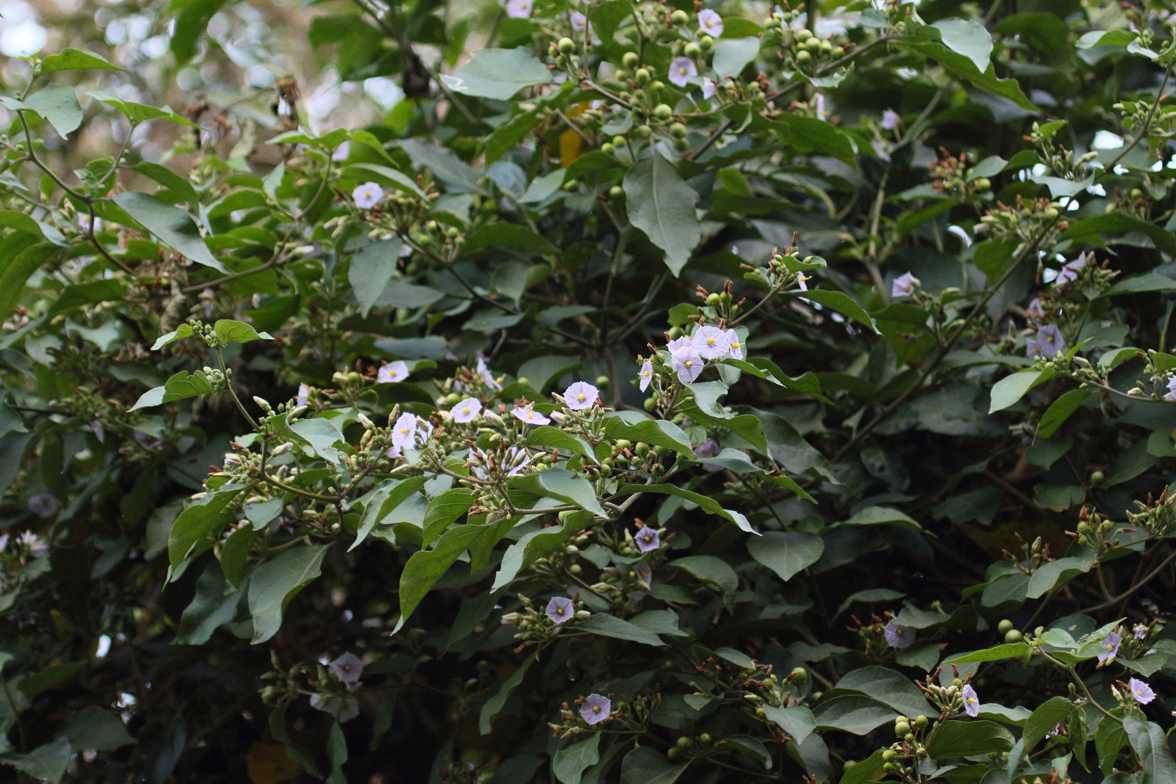 Afficher le média solanum_wendlandii1md solanum_wendlandii1md
