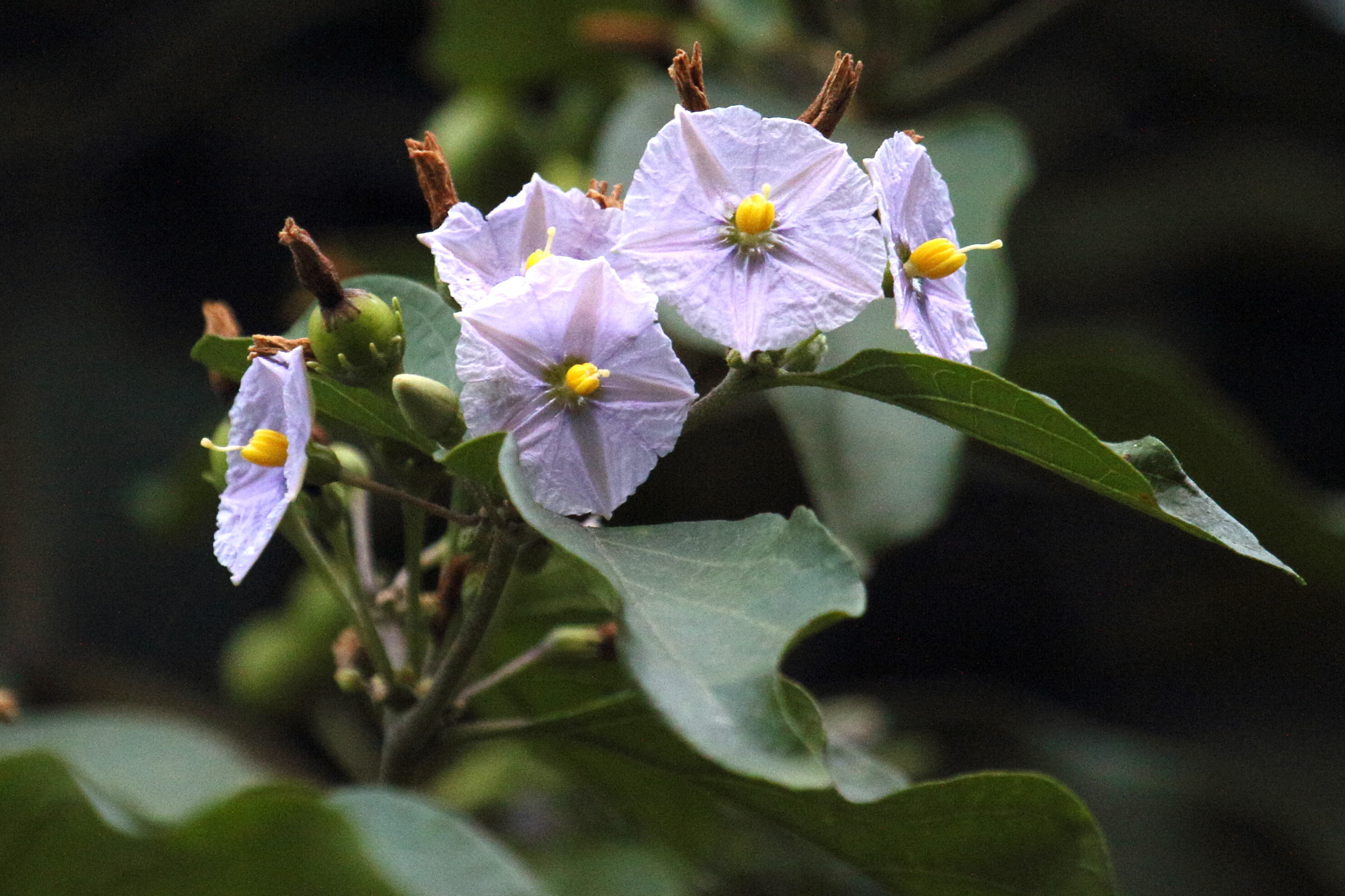 Afficher le média solanum_wendlandii2md solanum_wendlandii2md