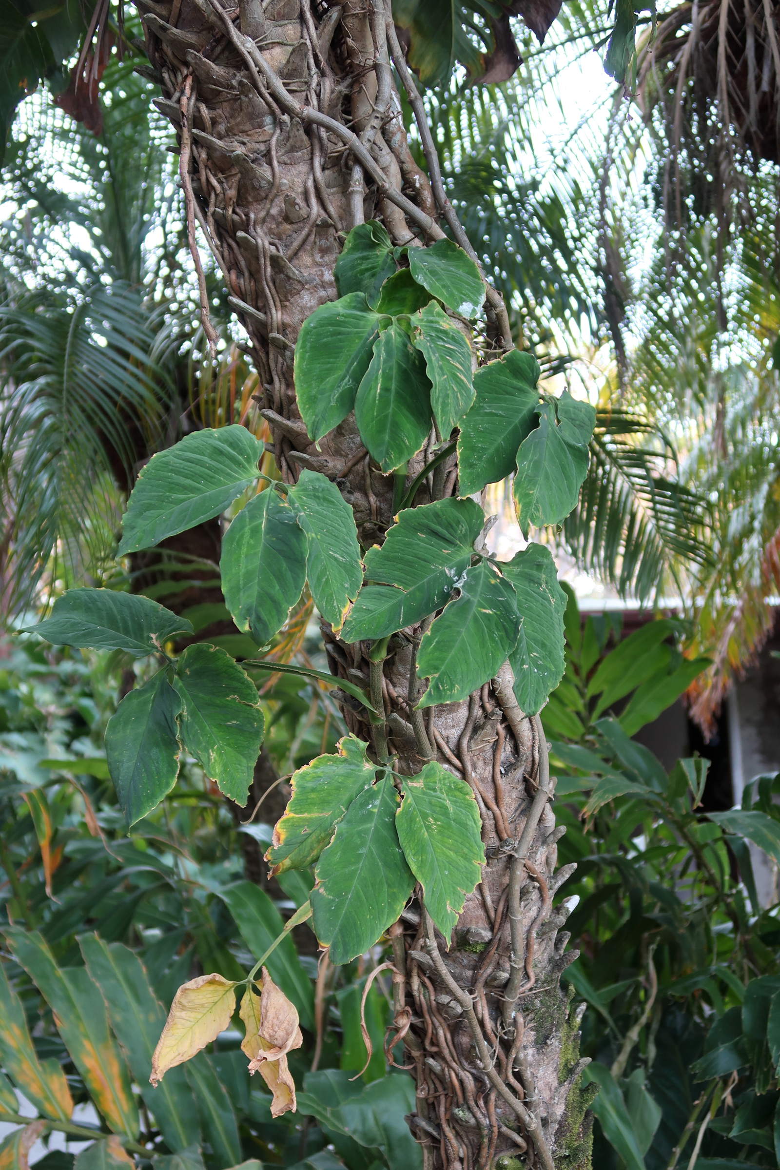 Afficher le média syngonium_triphyllum1md syngonium_triphyllum1md