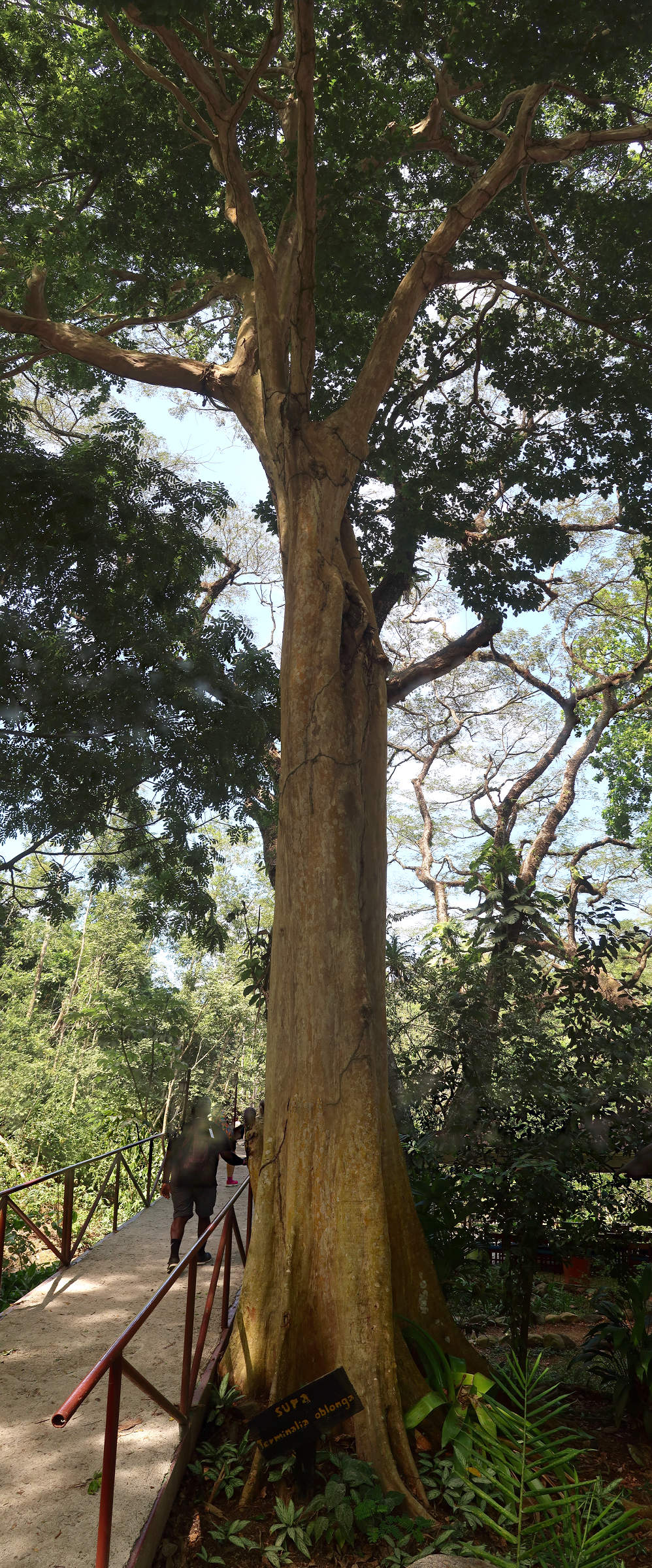 Afficher le média terminalia_oblonga1md terminalia_oblonga1md