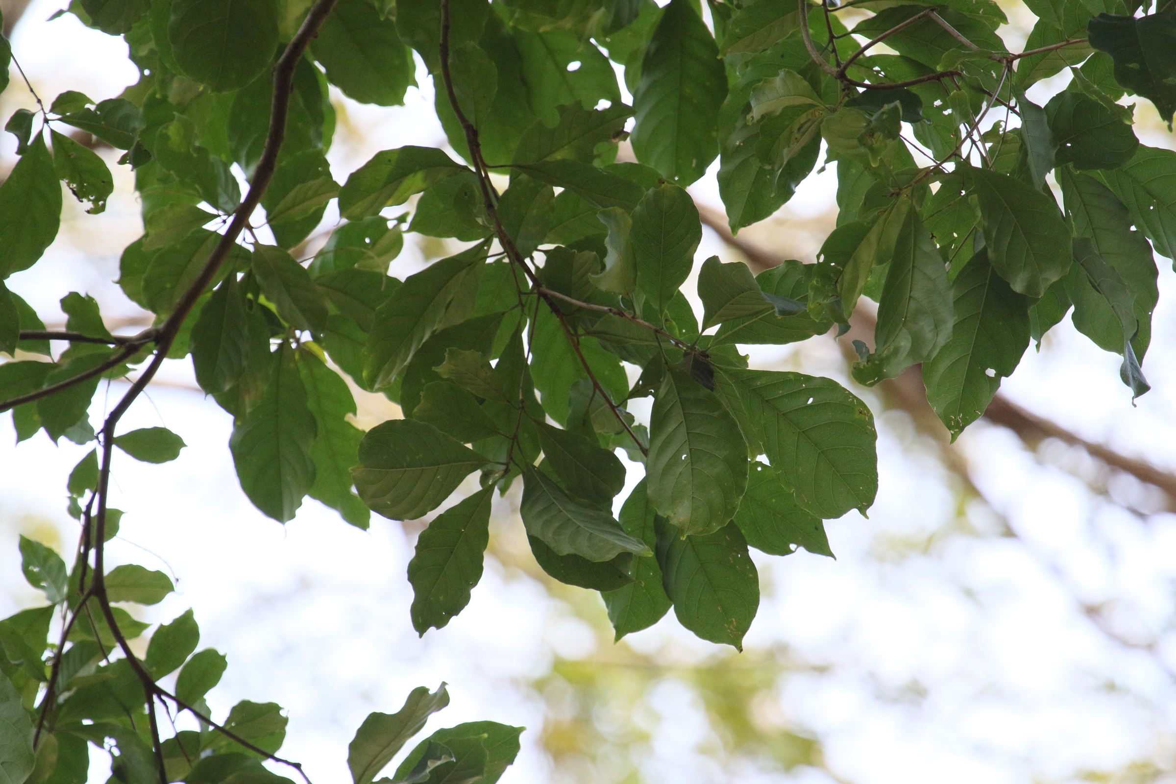 Afficher le média terminalia_oblonga2md terminalia_oblonga2md