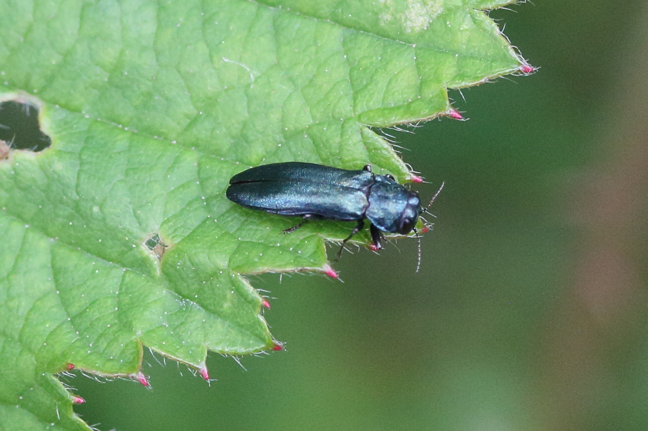 agrilus_cyanescens1md