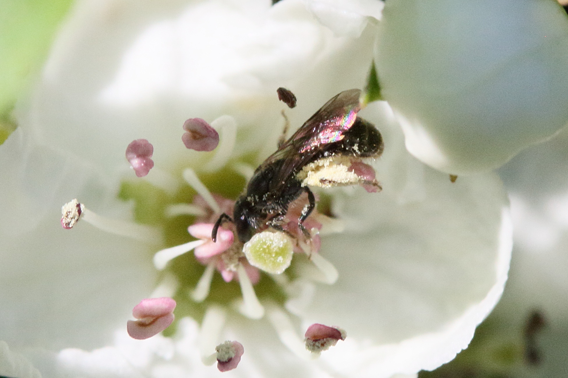andrena_minutula_gr1md
