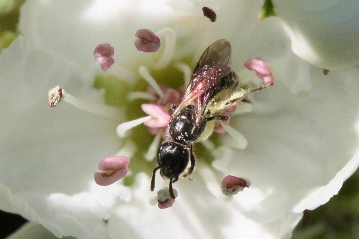 andrena_minutula_gr2md