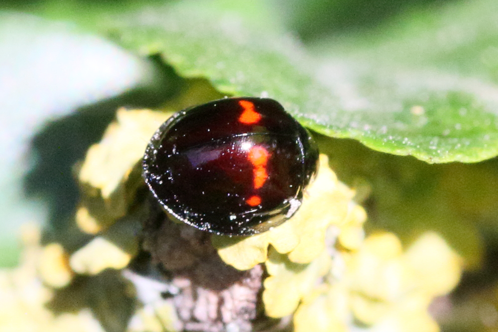 chilocorus_bipustulatus1md