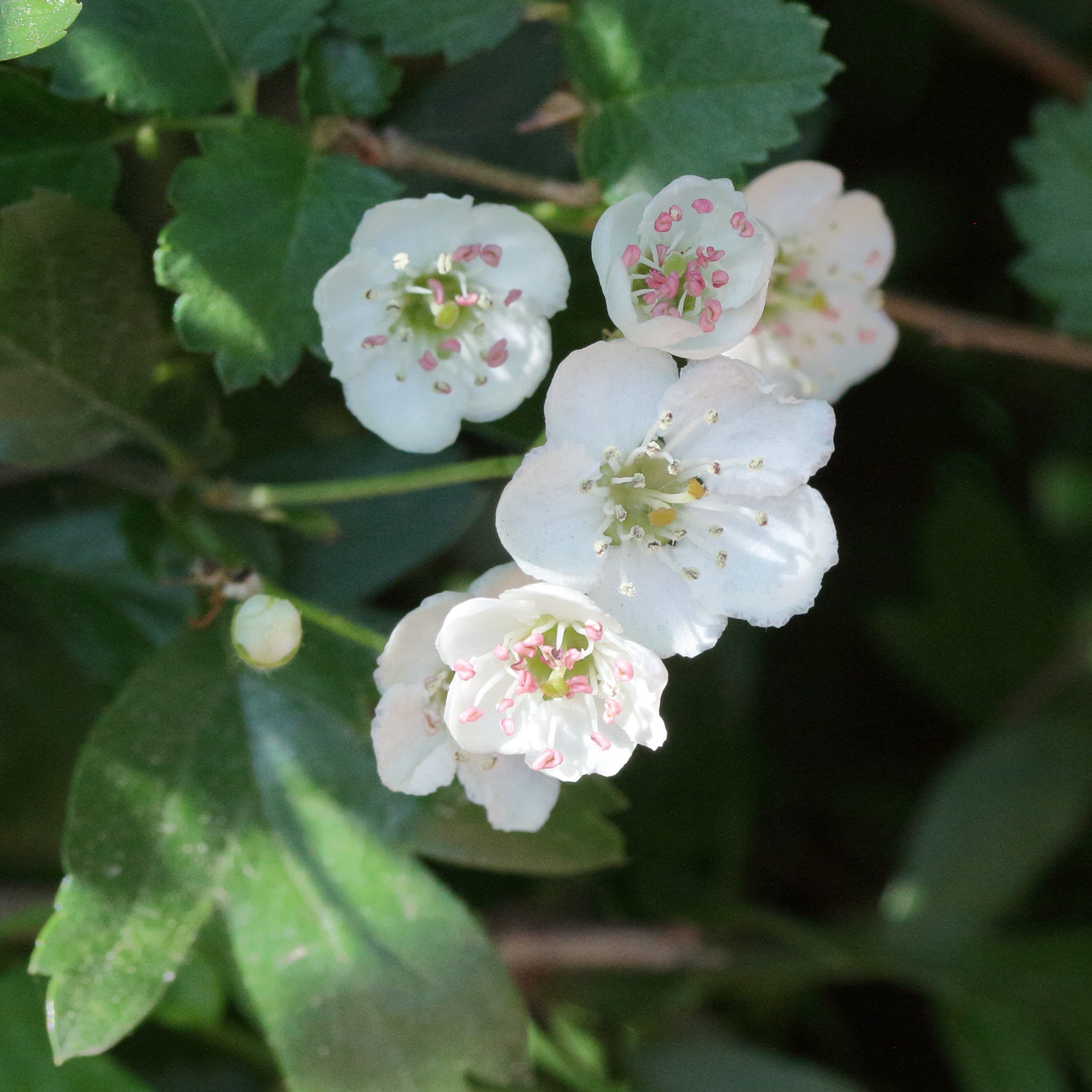 crataegus_x_media1md