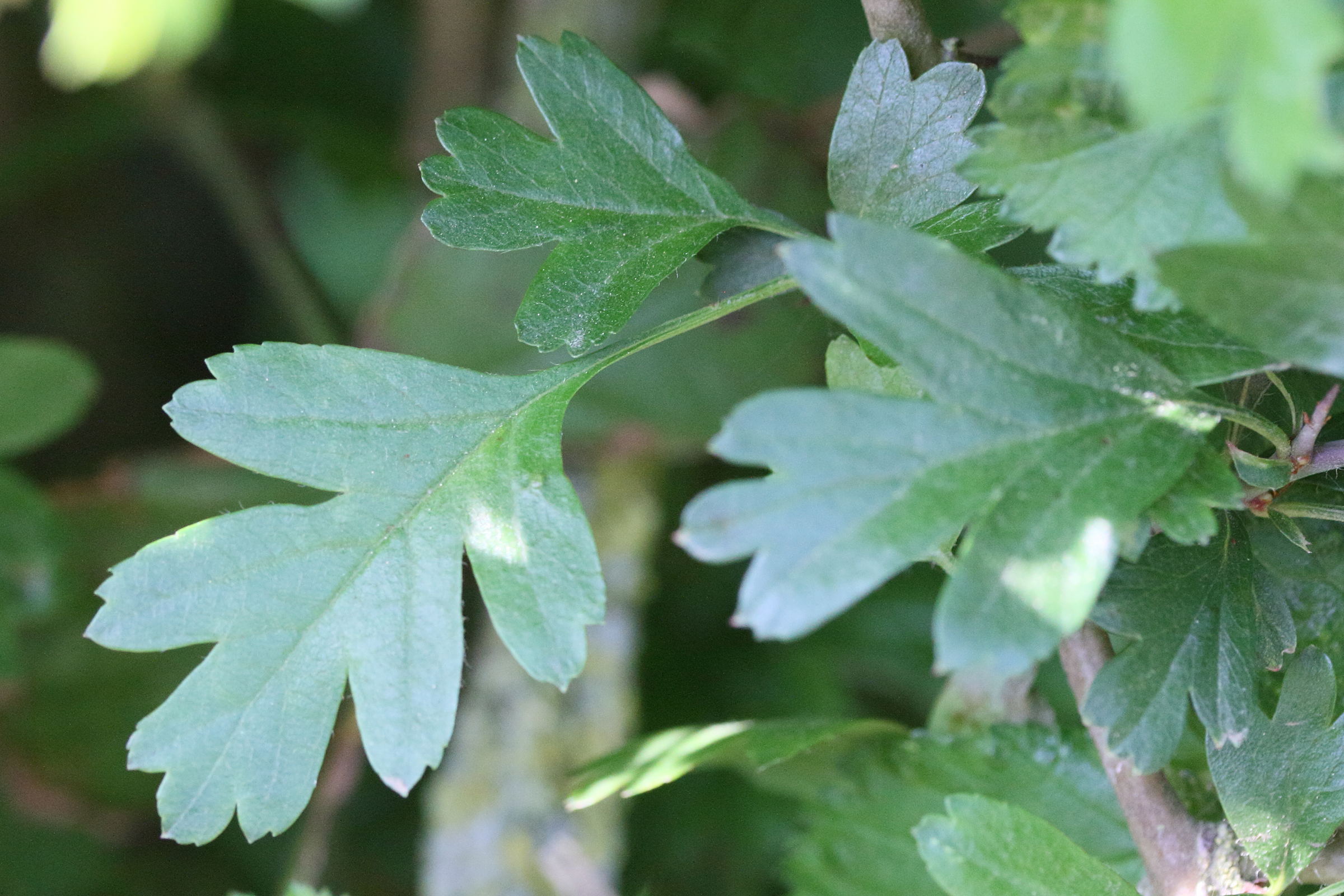 crataegus_x_media2md