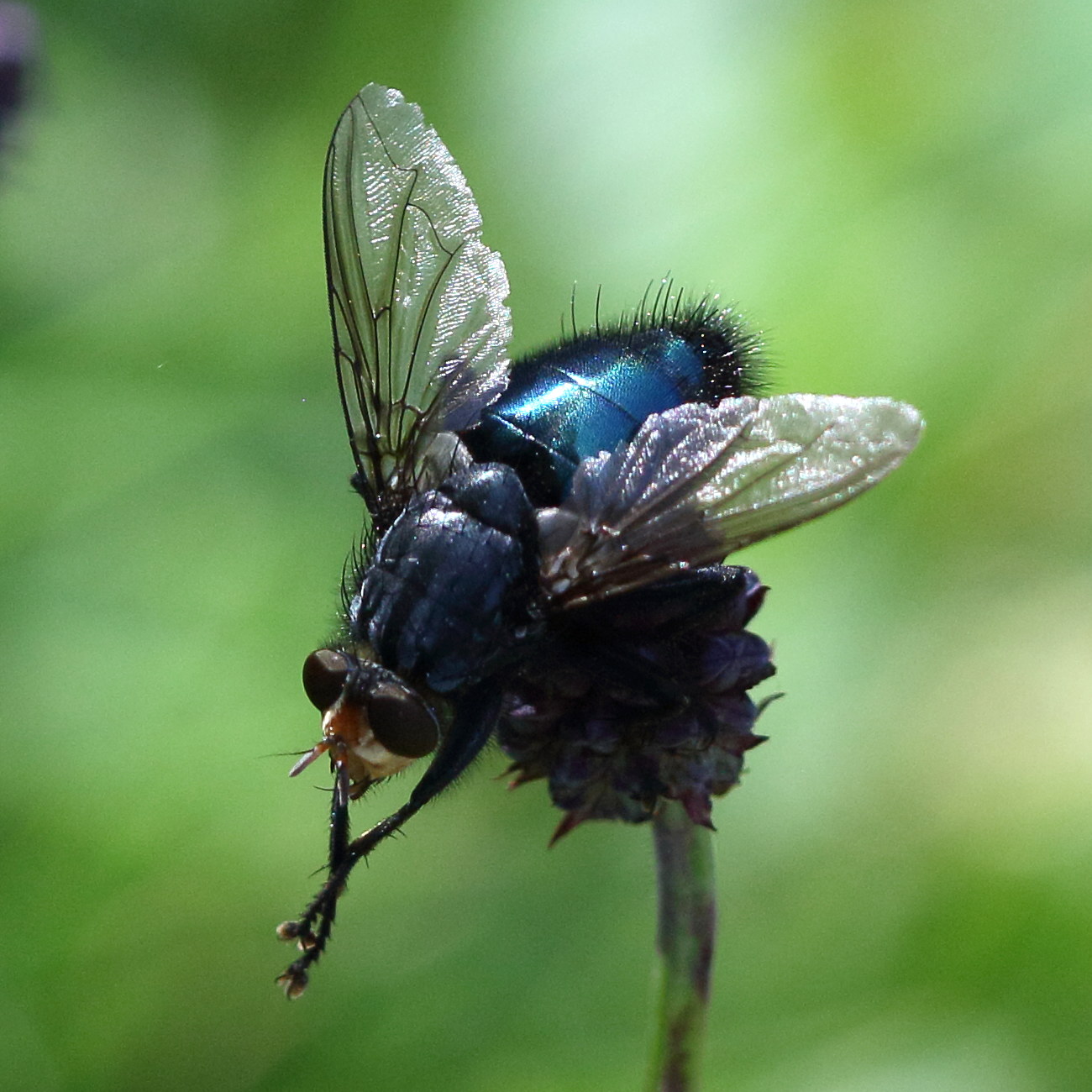 cynomya_mortuorum2bd