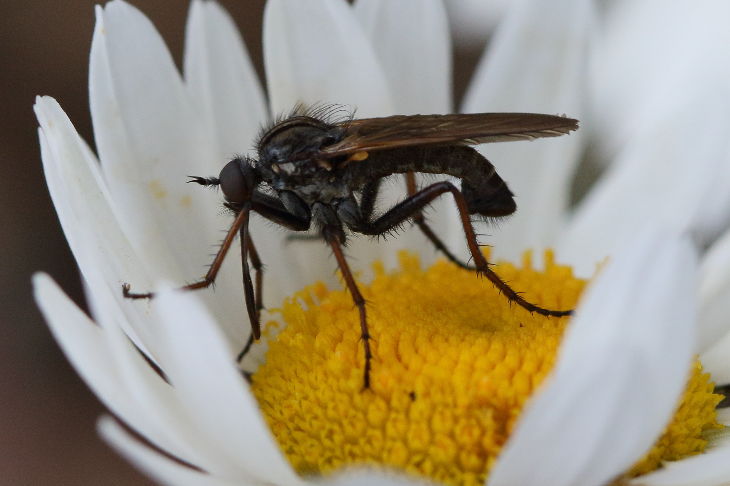 empis_tessellata2bd