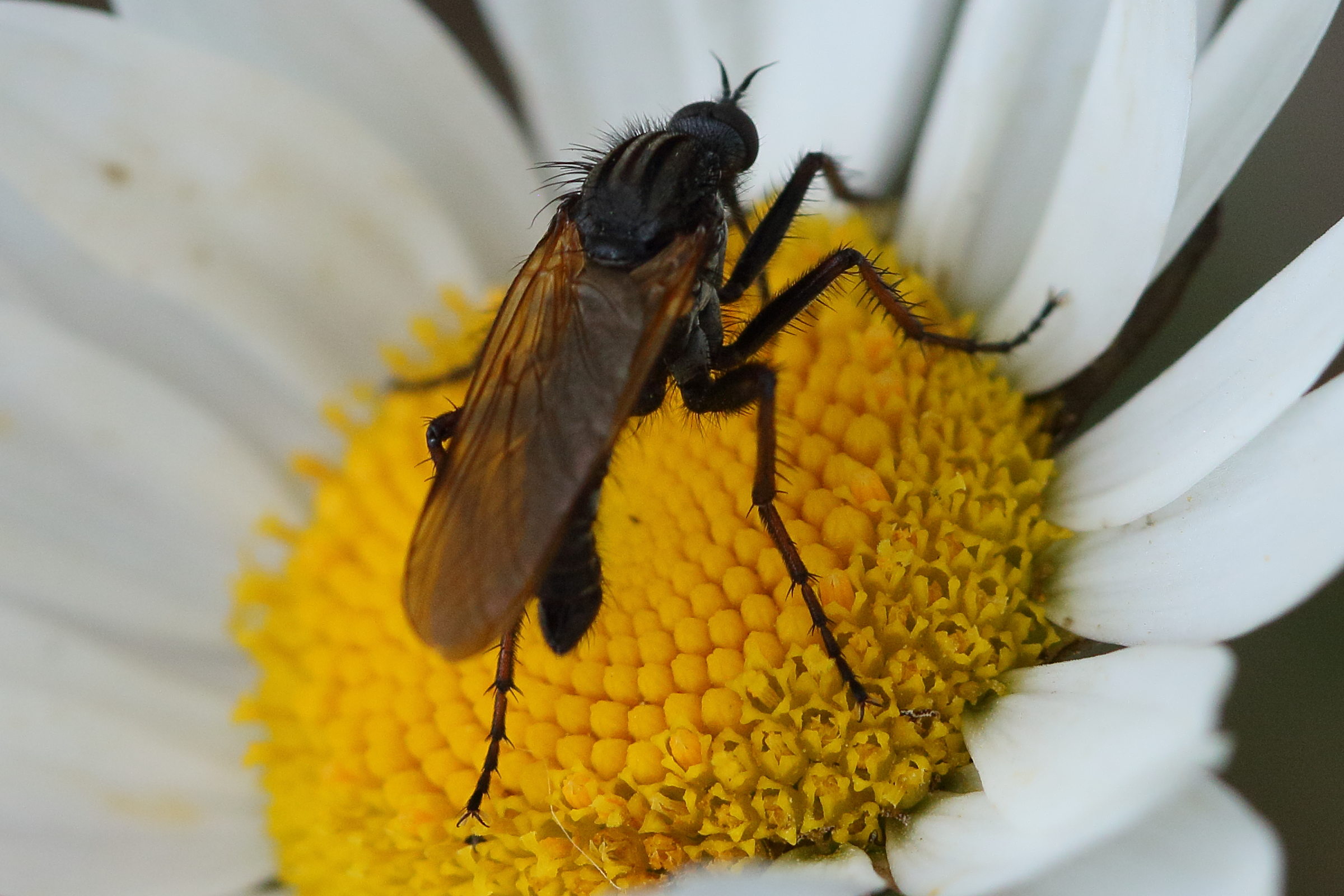 empis_tessellata3bd
