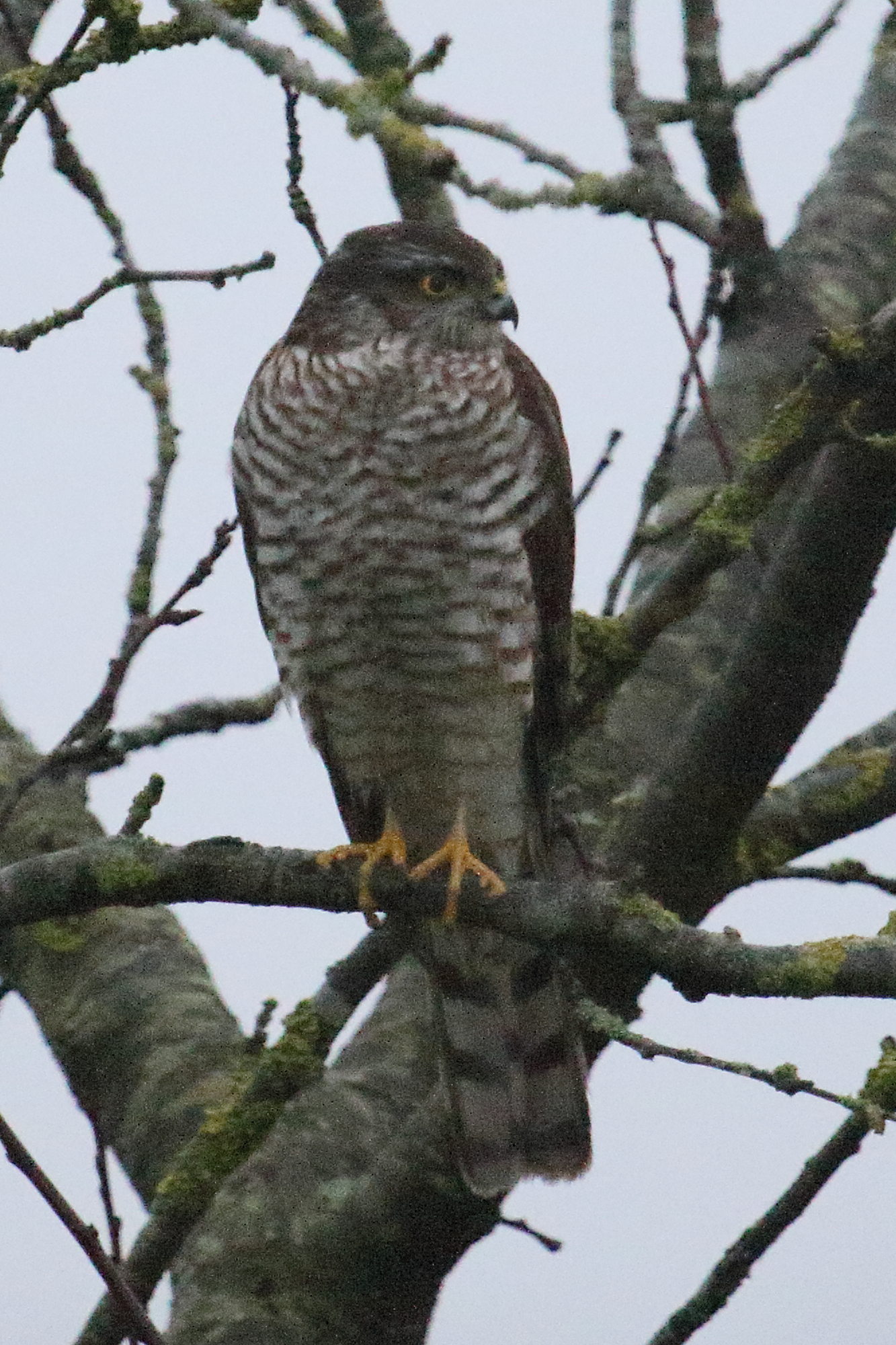 Afficher le média epervier_d-europe_-_accipiter_nisus8md epervier_d-europe_-_accipiter_nisus8md