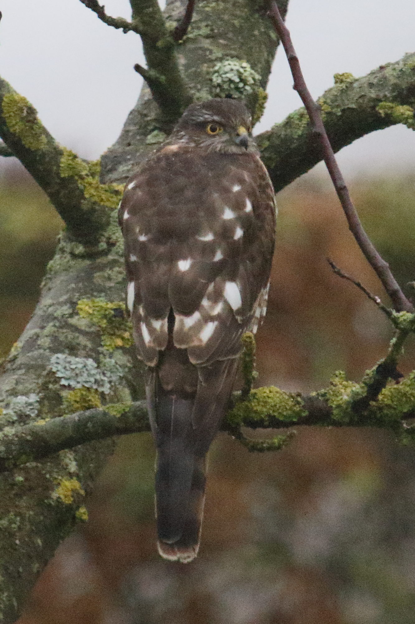 Afficher le média epervier_d-europe_-_accipiter_nisus9md epervier_d-europe_-_accipiter_nisus9md