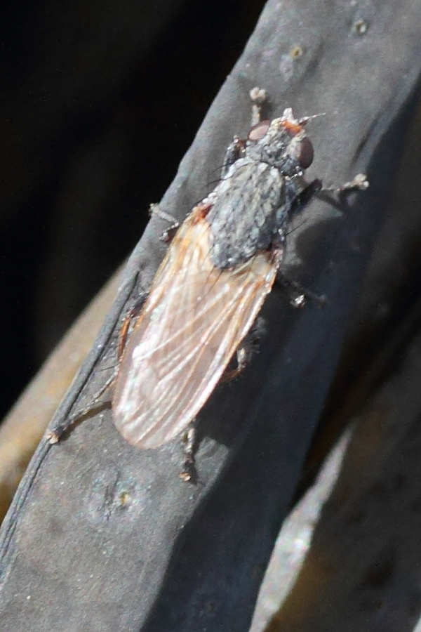 fucellia_maritima2md