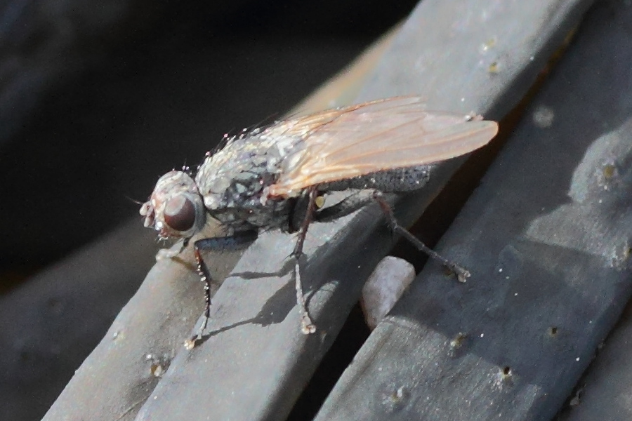 fucellia_maritima3md