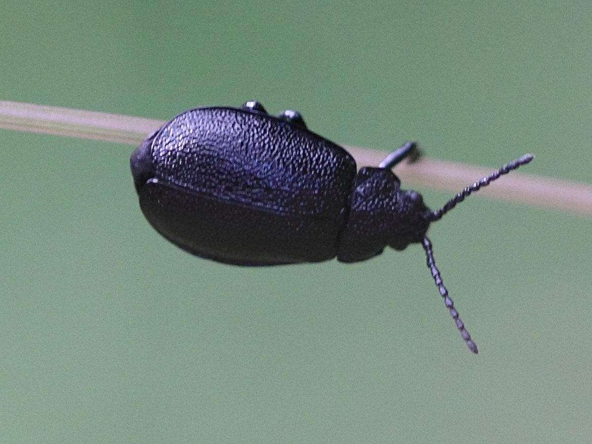 Afficher le média galeruca_tanaceti4md galeruca_tanaceti4md