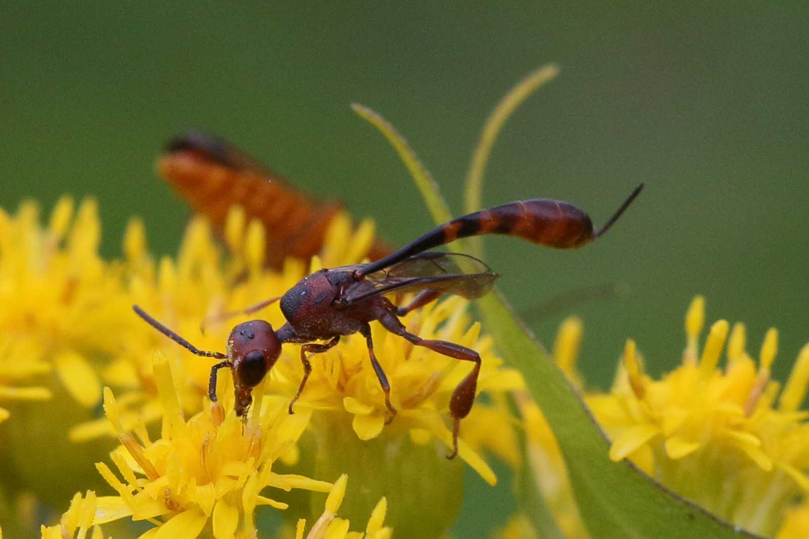 Afficher le média gasteruption_hastator1bd gasteruption_hastator1bd