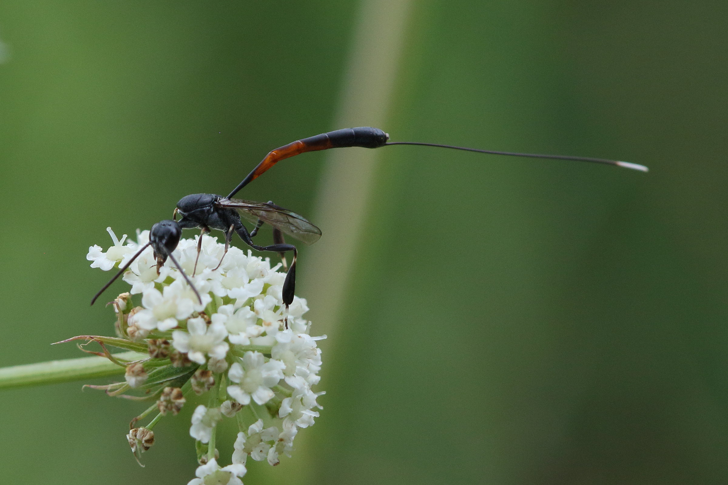 Afficher le média gasteruption_jaculator1bd gasteruption_jaculator1bd
