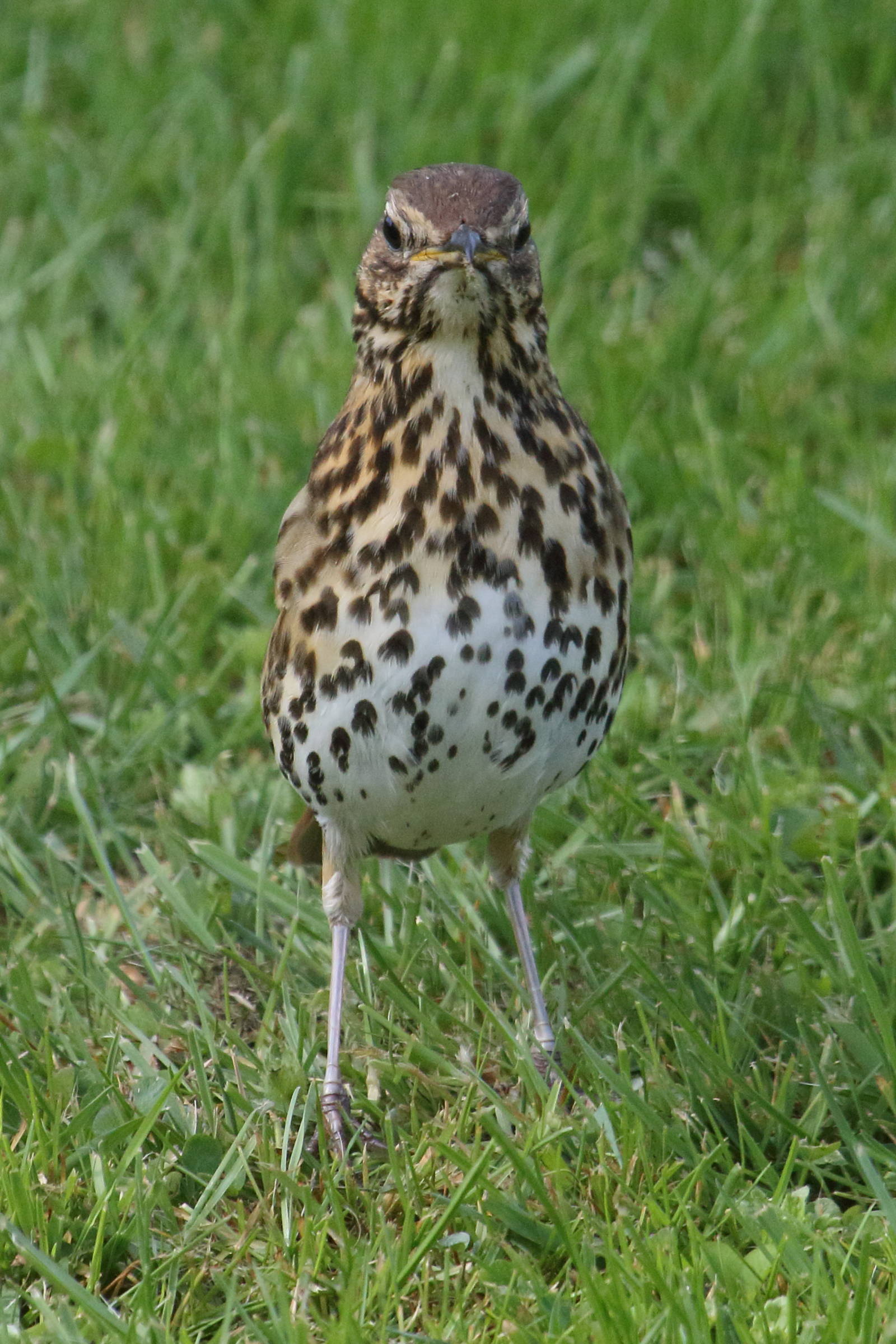 grive_musicienne_-_turdus_philomelos8md