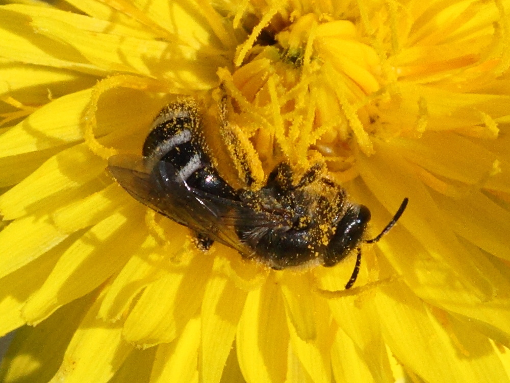 lasioglossum_leucozonium1md