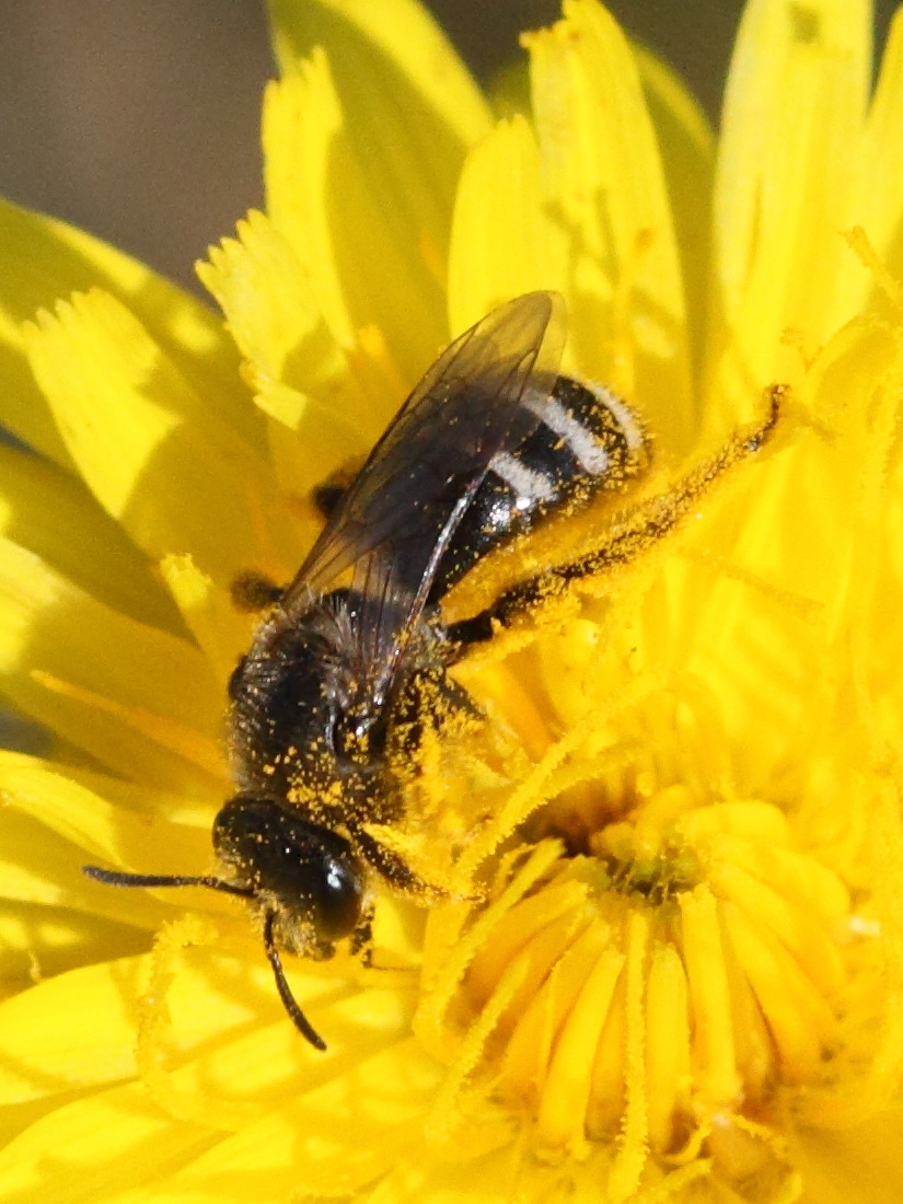 lasioglossum_leucozonium2md