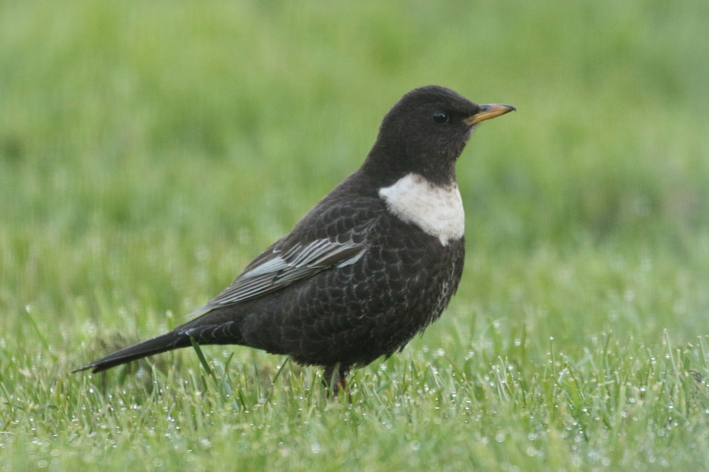 merle_a_plastron_-_turdus_torquatus1bd