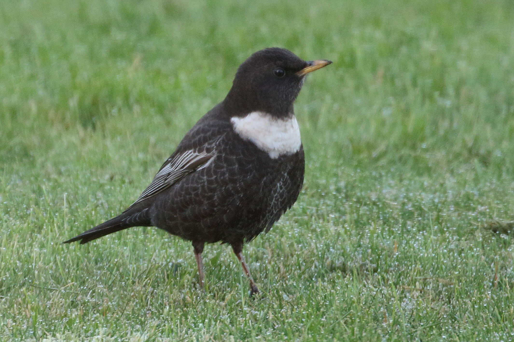 merle_a_plastron_-_turdus_torquatus2bd