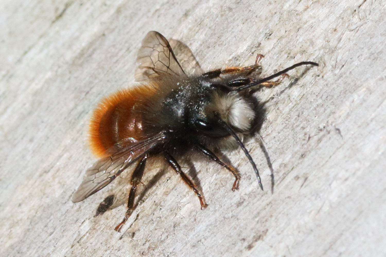 osmia_cornuta9md