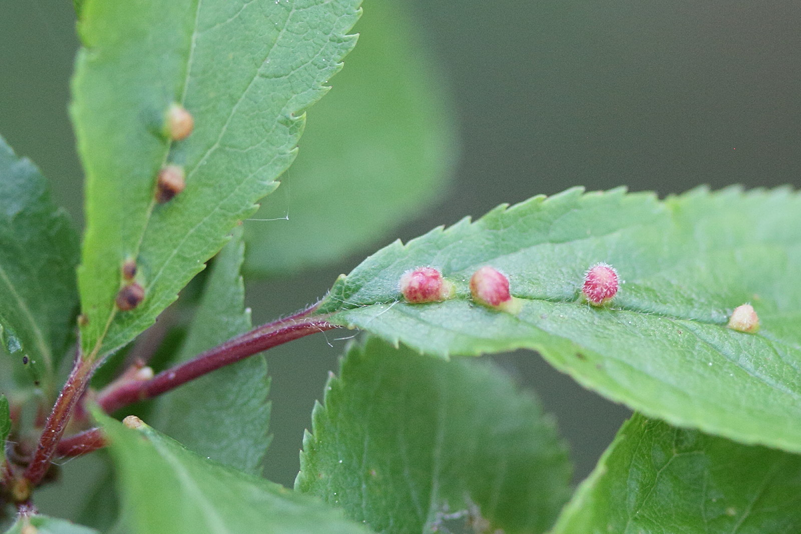 phyllocoptes_eupadi_galle3md