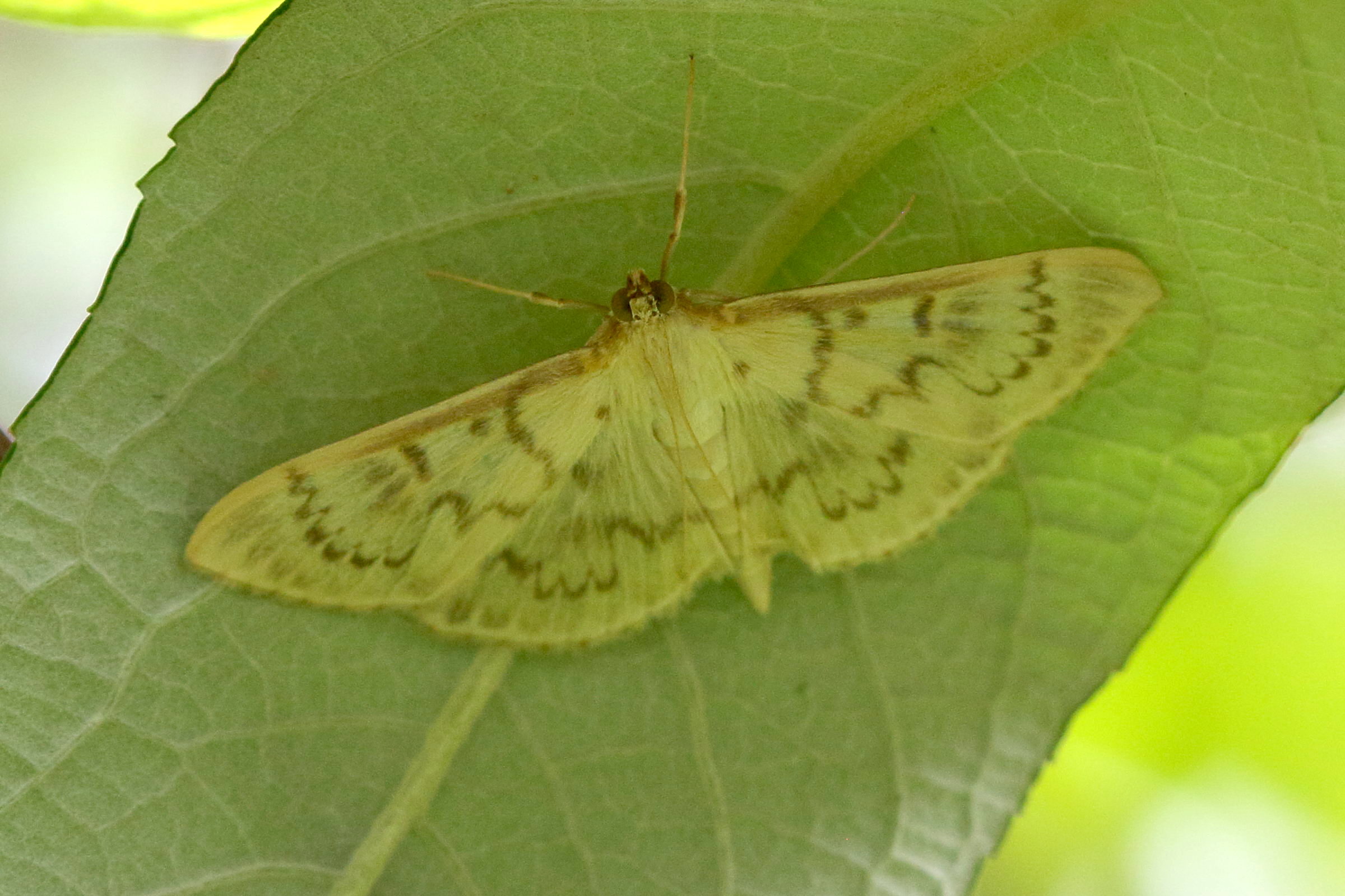 pleuroptya_ruralis2bd