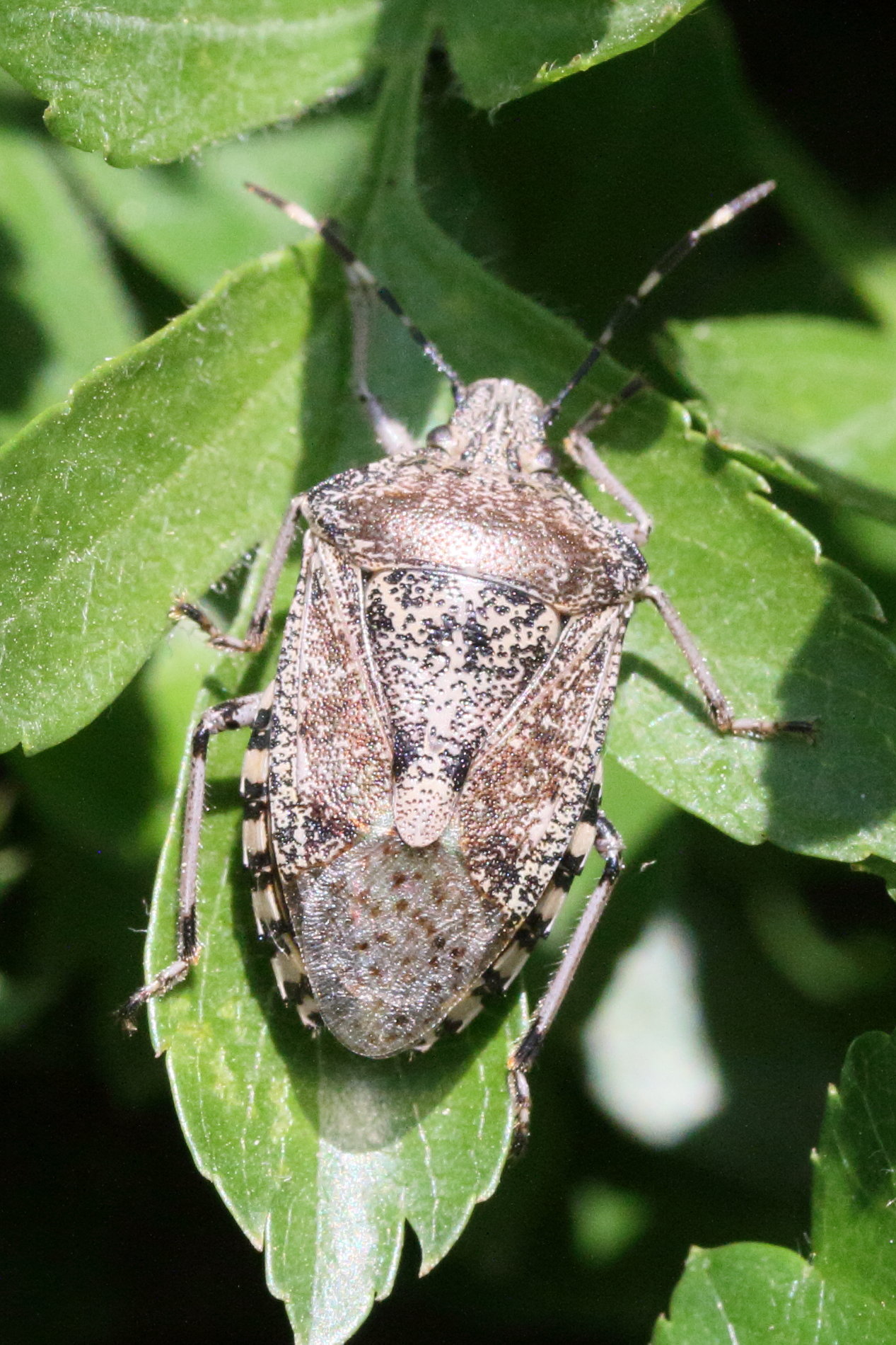 rhaphigaster_nebulosa5md