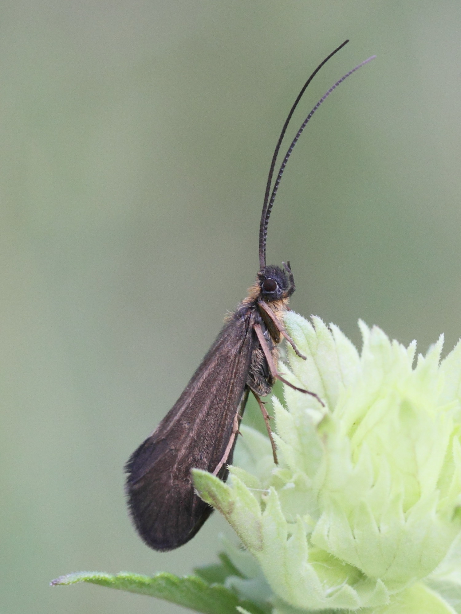 sericostoma_personatum1md