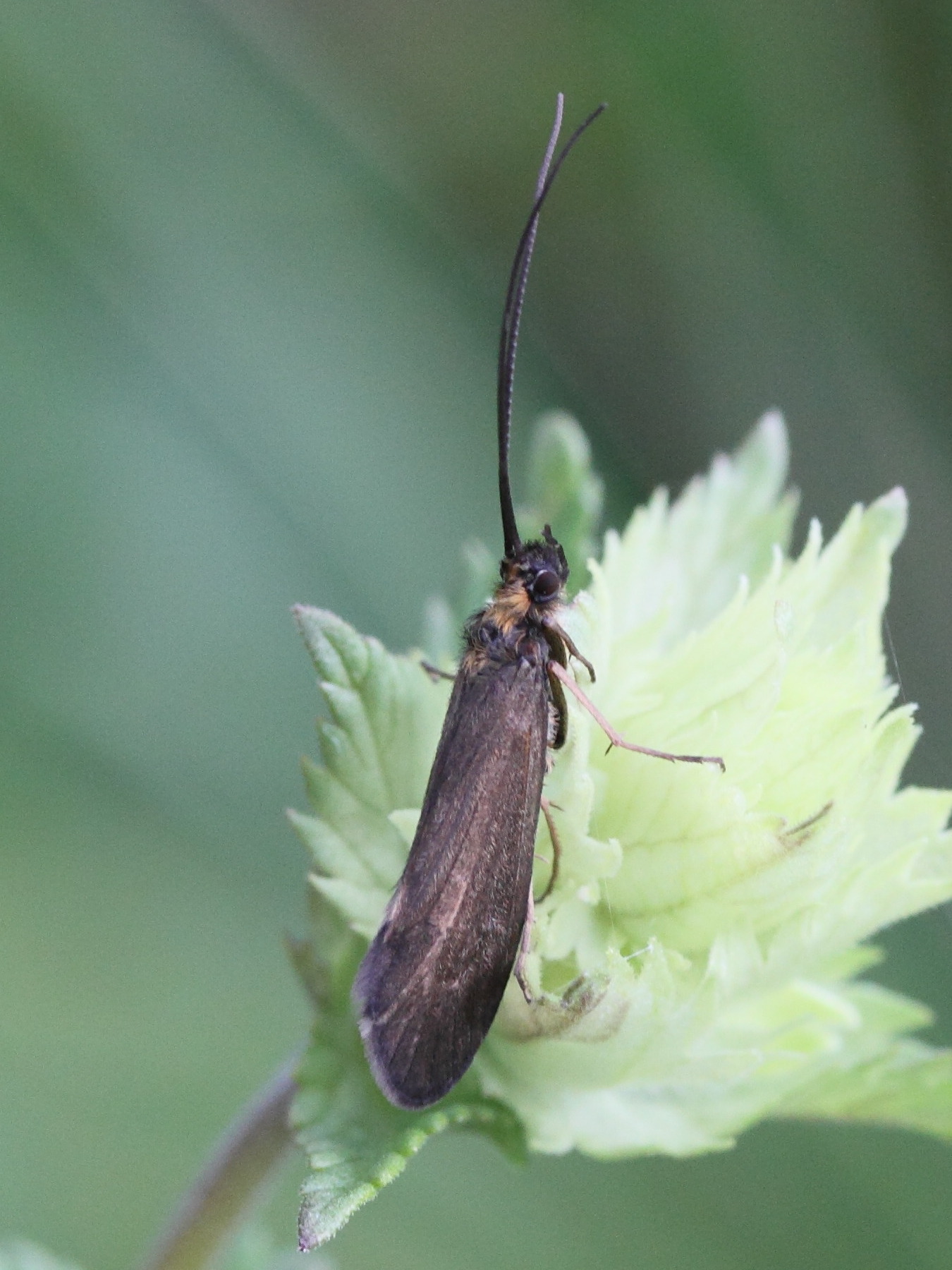 sericostoma_personatum2md