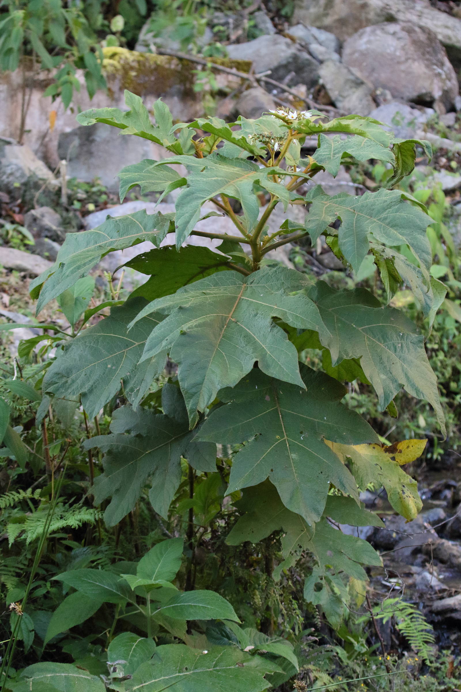 solanum_chrysotrichum3md