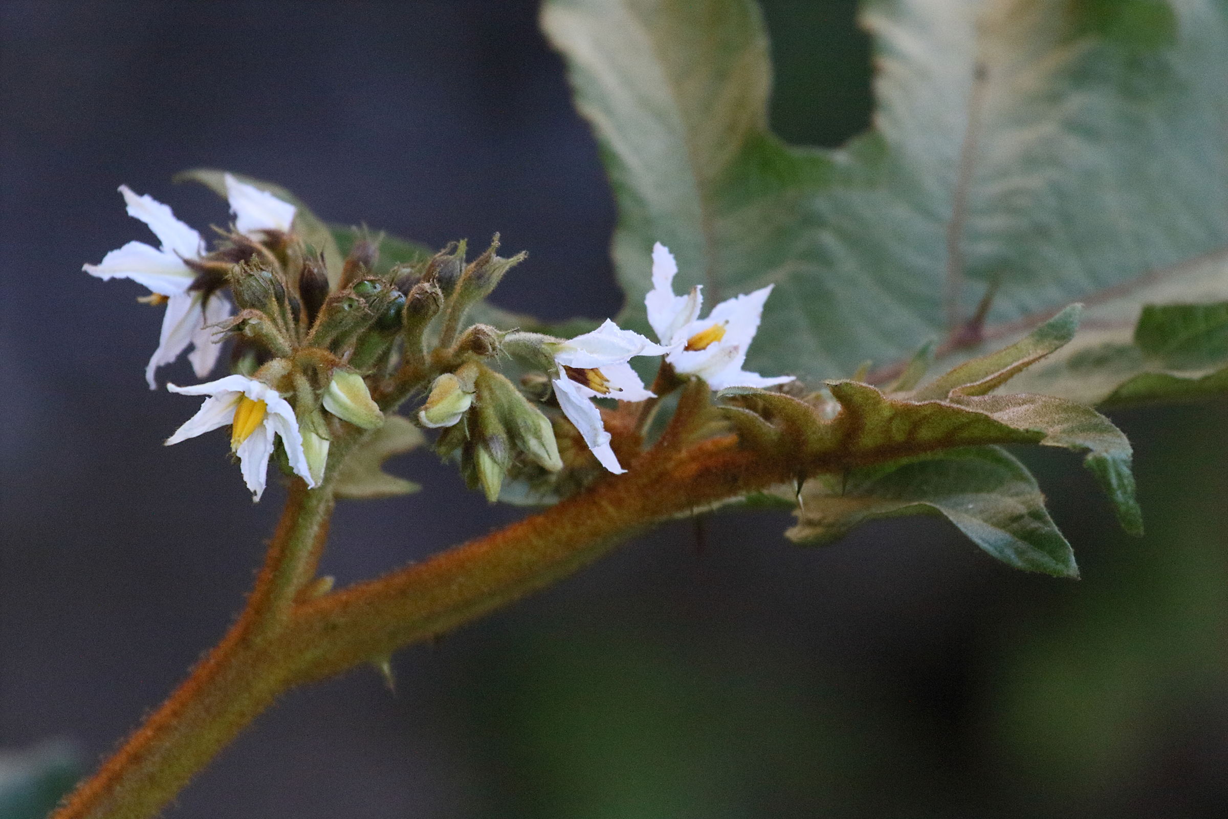 solanum_chrysotrichum4md
