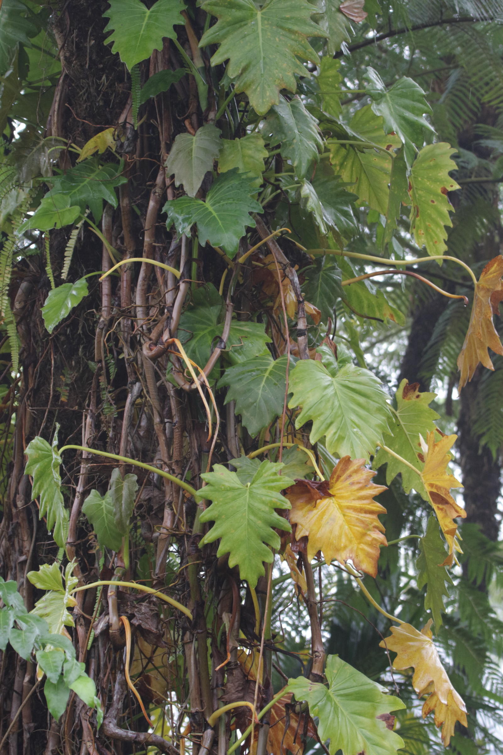 philodendron_lacerum1bd